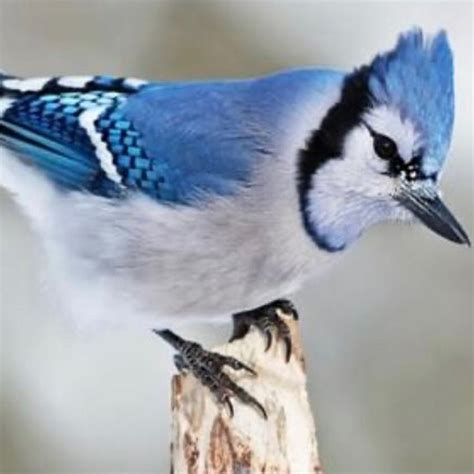 J bird - noun. jay· bird ˈjā-ˌbərd. 1. : jay entry 1 sense 1. 2. : jay entry 1 sense 2. Examples of jaybird in a Sentence. Recent Examples on the Web Turns out, therefore, that a jaybird is naked …